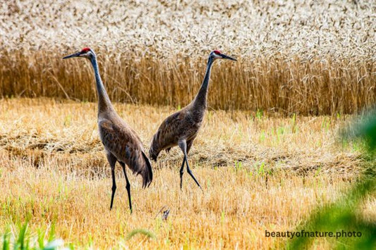 Sandhill Crane 3 Horizontal