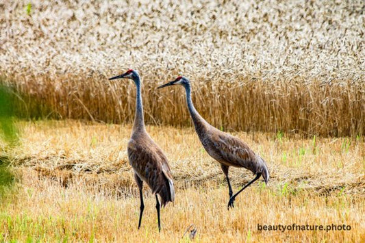 Sandhill Crane 4 Horizontal