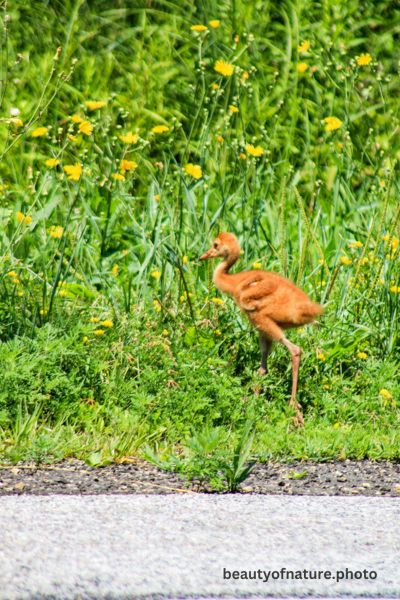 Sandhill Crane Colt Vertical