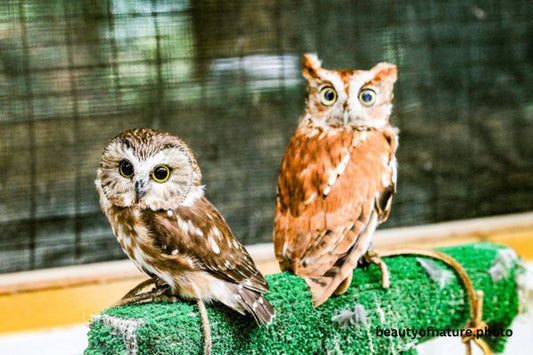 Saw Whet Owl and Eastern Screech Owl Red Morph Horizontal