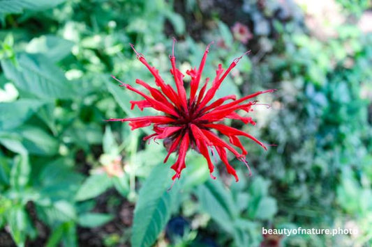 Scarlet Bee Balm Horizontal
