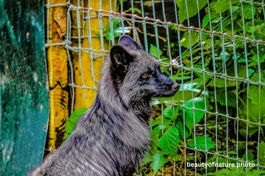 Silver Fox 1 Horizontal