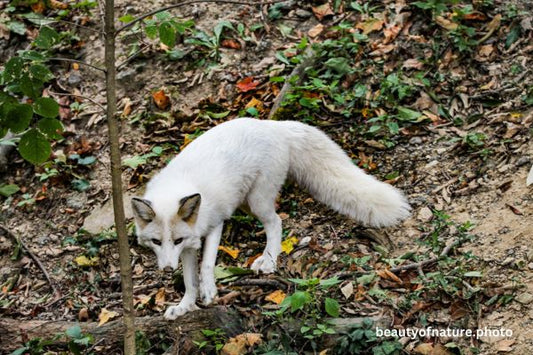 Silver Fox 2 Horizontal