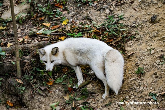 Silver Fox 3 Horizontal