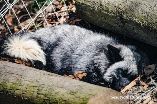 Silver Fox 5 Horizontal