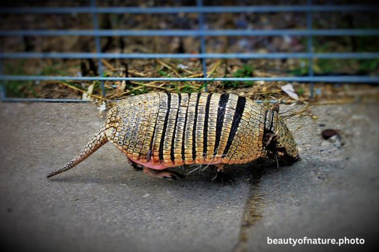 Six-banded Armadillo Horizontal