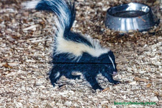 Striped Skunk Kit Horizontal
