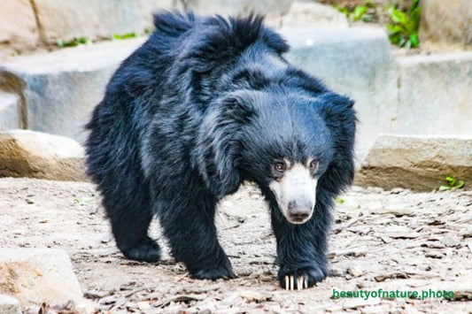 Sloth Bear Horizontal