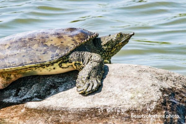 Smooth Softshell Turtle Portrait 23-3530 Horizontal Early Access Q1 2026