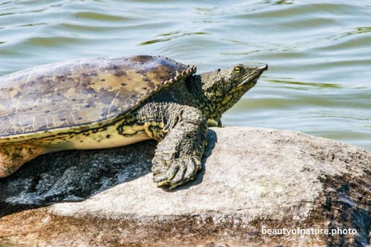 Smooth Softshell Turtle Portrait 23-3530 Horizontal
