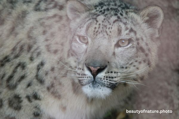 Snow Leopard Portrait 23-3241 Horizontal
