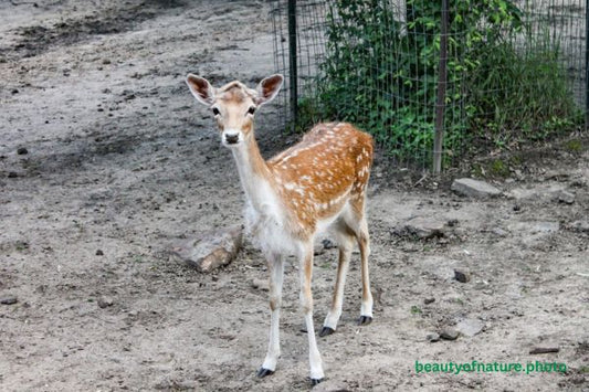 Spotted Fallow Deer 2 Horizontal