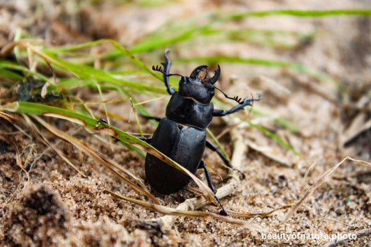 Stag Beetle Horizontal