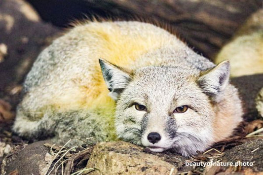 Swift Fox Horizontal