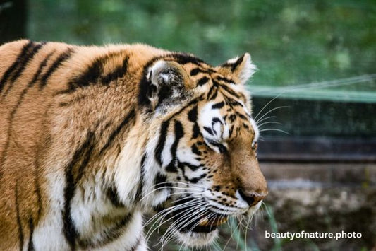 Siberian Tiger Face 2 Horizontal