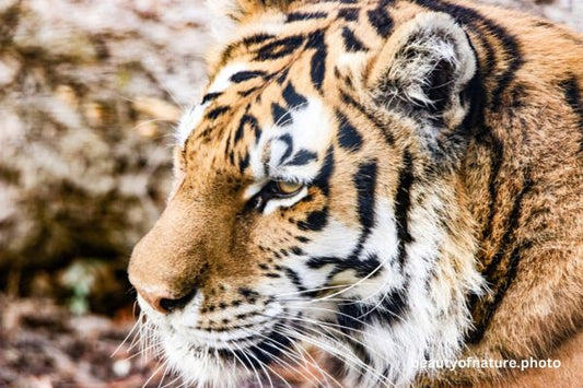 Siberian Tiger Face 3 Horizontal