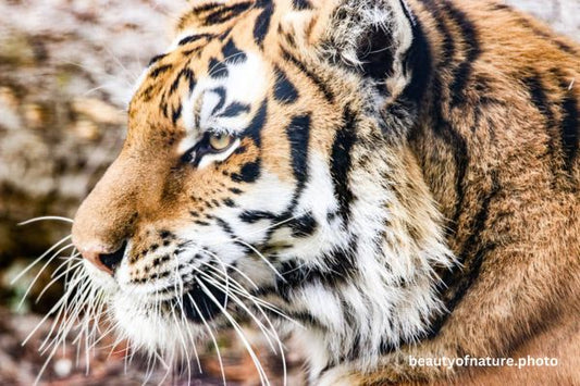 Siberian Tiger Face 4 Horizontal