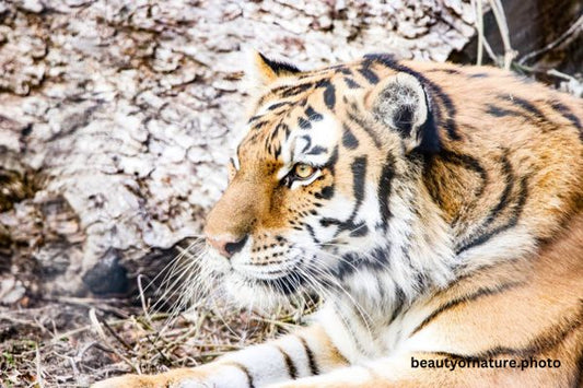 Siberian Tiger Face 5 Horizontal