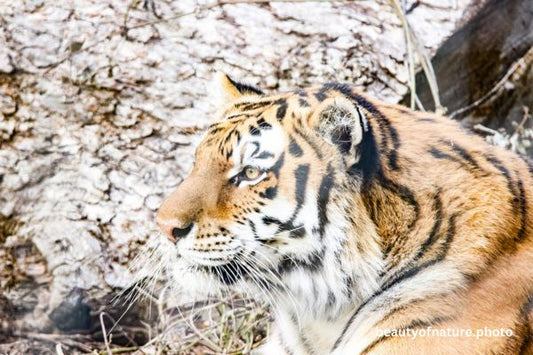 Siberian Tiger Face 6 Horizontal