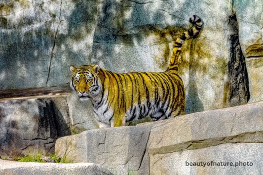 Siberian Tiger Full Body 1 Horizontal