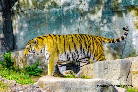 Siberian Tiger Full Body 2 Horizontal