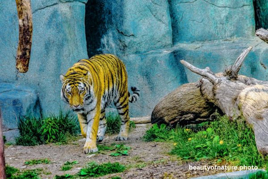 Siberian Tiger Full Body 4 Horizontal