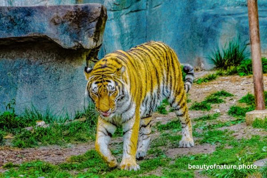 Siberian Tiger Full Body 5 Horizontal