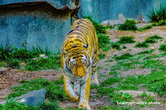 Siberian Tiger Full Body 6 Horizontal