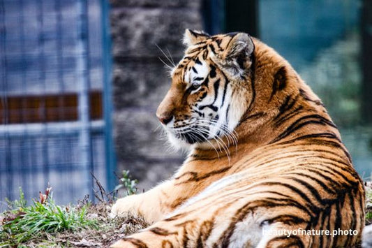 Siberian Tiger Full Body 7 Horizontal