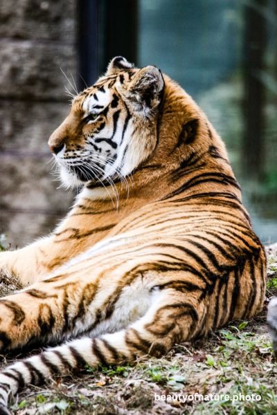 Siberian Tiger Full Body 8 Vertical