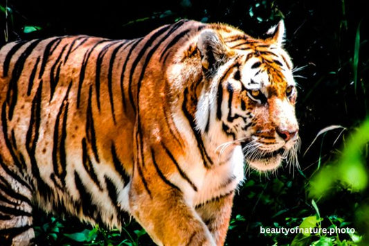 Siberian Tiger Torso 1 Horizontal