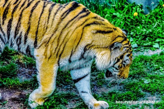 Siberian Tiger Torso 2 Horizontal