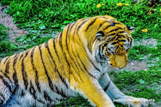 Siberian Tiger Torso 3 Horizontal