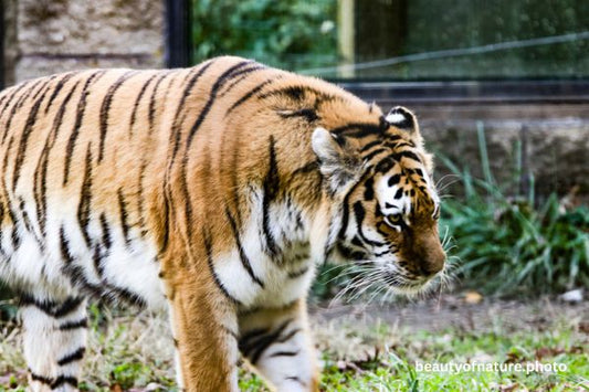 Siberian Tiger Torso 4 Horizontal