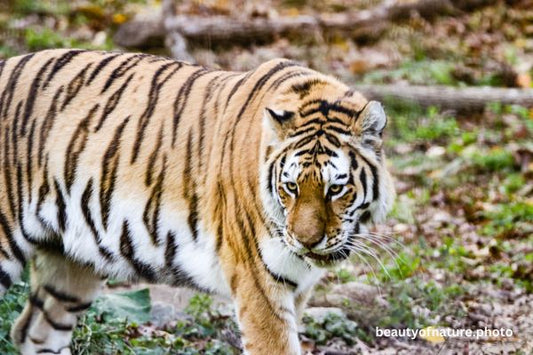 Siberian Tiger Torso 5 Horizontal