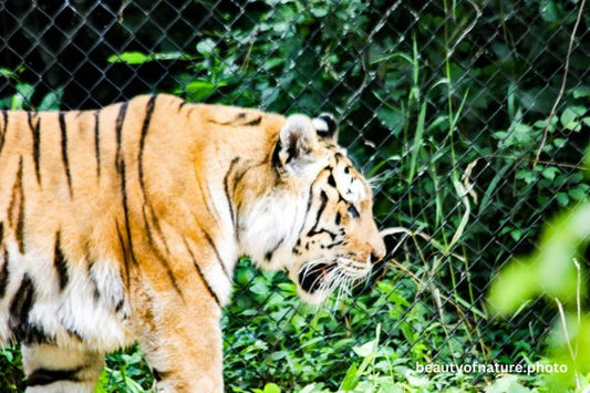 Siberian Tiger Torso 6 Horizontal