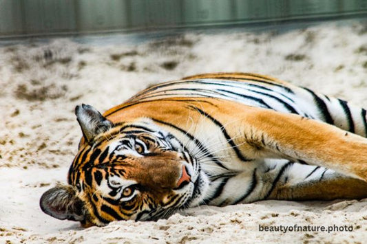 Bengal Tiger Torso 7 Horizontal