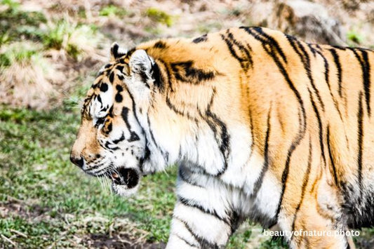 Siberian Tiger Torso 8 Horizontal