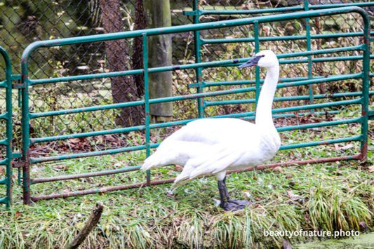 Trumpeter Swan 1 Horizontal