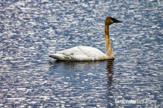 Trumpeter Swan 2 Horizontal