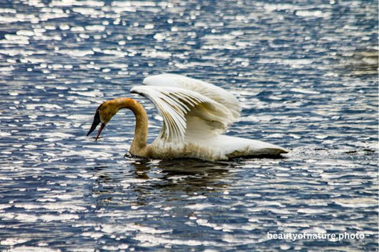 Trumpeter Swan 3 Horizontal
