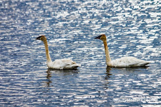 Trumpeter Swan 4 Horizontal