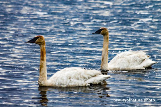Trumpeter Swan 5 Horizontal