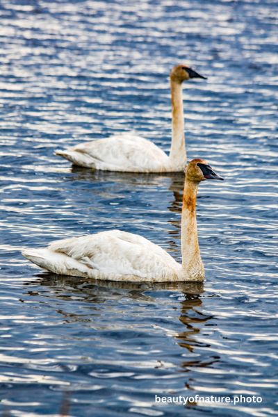 Trumpeter Swan 6 Vertical