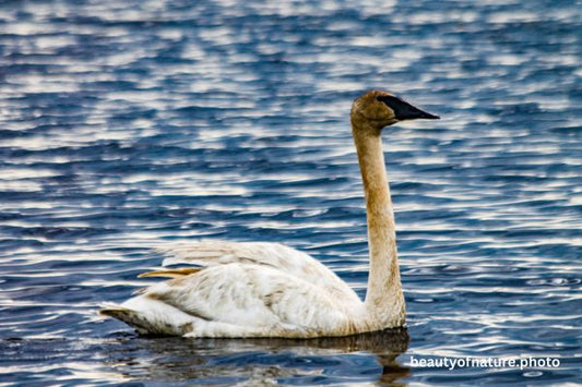 Trumpeter Swan 7 Horizontal