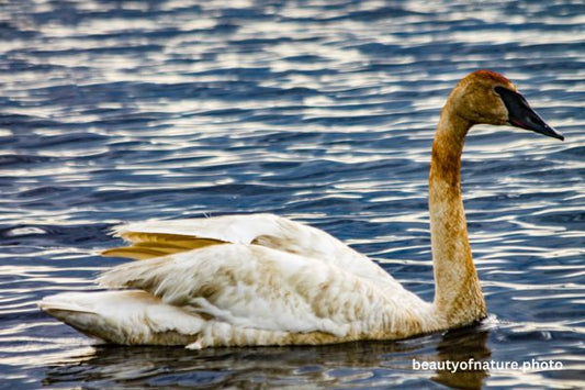 Trumpeter Swan 8 Horizontal