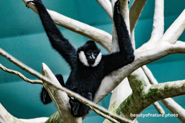 White-cheeked Gibbon 2 Horizontal
