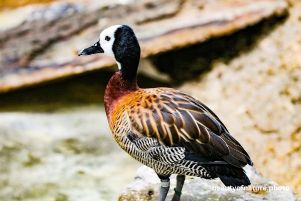White-faced Whistling-duck Horizontal