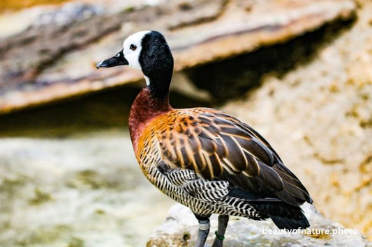 White-faced Whistling-duck Horizontal