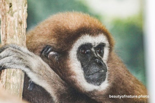 White-handed Gibbon 2 Horizontal
